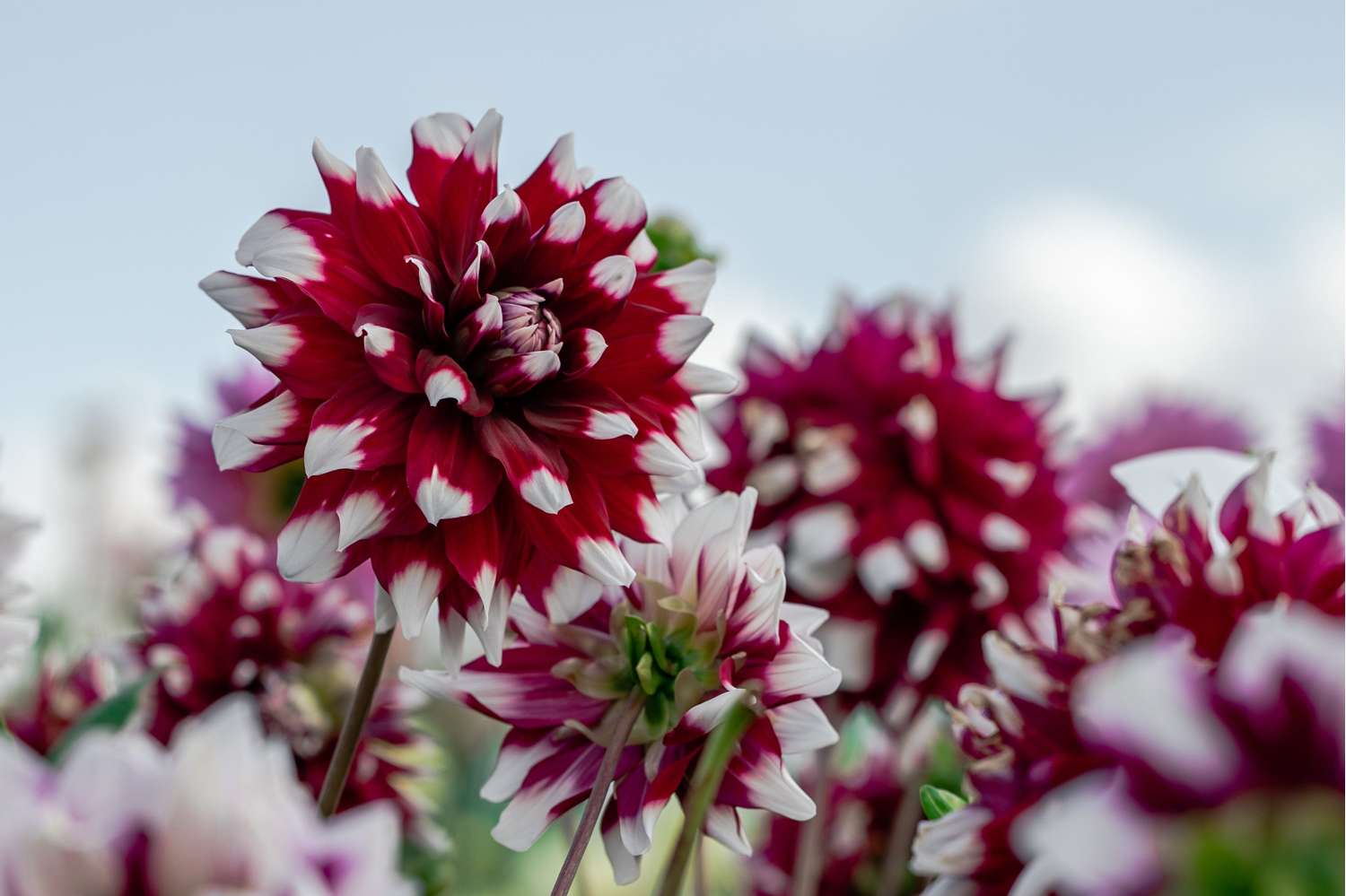 Dahlie 'Mystery Day'